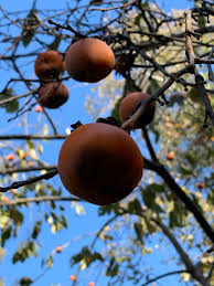 Image result for Diospyros kirkii