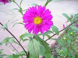 Callistephus Chinensis China Aster