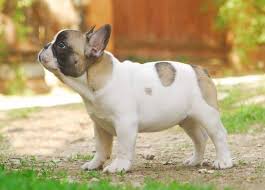 New and used items, cars, real estate, jobs, services amazing french bulldog is ready for rehoming! French Bulldog Colors Dream Valley Frenchies