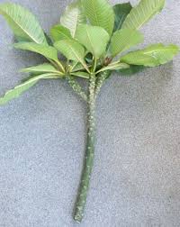 Pin On Plumeria Cuttings And Plumeria Seeds