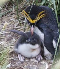 Birds That Look Like Penguins But Fly Macaroni Penguin Babies Macaroni Penguin Cute Penguins Animals