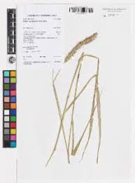 Image result for Setaria incrassata