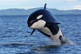 Image result for whales