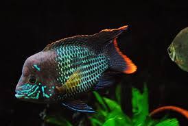 Green Terror African Cichlid Aquarium Fresh Water Fish Tank Cichlids