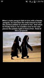 If you've found this helpful, please share 10 beautiful soulmate love quotes on your favorite social media site, such as facebook, twitter, or google+. Pin By Nicole Hood On Animals Penguins Penguin Love Romantic Quotes For Him