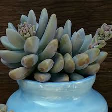 Prefers full/partial rnt succulents is an online australian succulent nursery since 2015. Sedeveria Blue Giant Comprar En Suculentas Dzitya