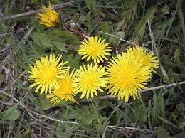 Image result for Ageratinastrum palustre