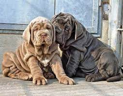 10 Dogs That Can Be Larger Than Their Owners Mastiff Puppies Giant Dog Breeds Puppies