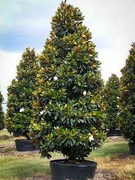 Little Gem Southern Magnolia Magnolia Tree Landscaping Magnolia Trees Southern Landscaping