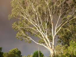 Image result for Eucalyptus citriodora