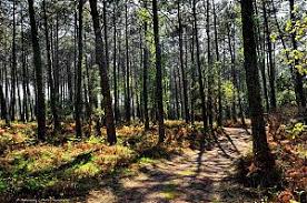 D'une superficie de près d'un million d'hectares, elle est la plus grande forêt artificielle d'europe occidentale. Foret Landaise Photo Paysage Com Photo Paysage Com