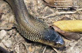 Image result for Najas testui