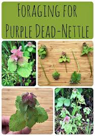 Check spelling or type a new query. Purple Deadnettle