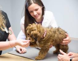 Urgent Care vs Emergencies - Woodland Animal Hospital