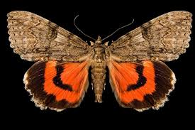 Image result for Catocala electa