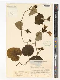 Image result for Ipomoea wightii