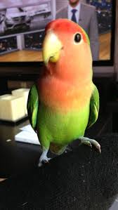 Peach Faced Lovebird Pet Birds Love Birds Drawing Beautiful Birds