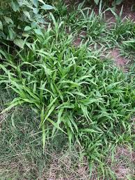 Image result for Urochloa serrata