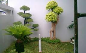 Apalagi jika taman di tanami rerumputan hijau dan pohon hijau tentunya akan membuat suasana semakin terasa segar. Pohon Taman Rumah Minimalis Destaman