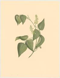 Image result for Rhynchosia resinosa