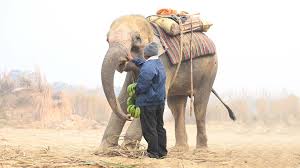 Ending The Brutal Centuries-Old Practice Of 'Begging' Elephants - Wildlife  SOS