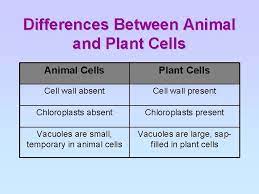 Check spelling or type a new query. Cell Structure Organisation Chapter Outline A Identify Cell