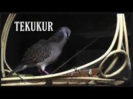 Download mp3 tekukur kelantan gratis, ada 20 daftar lagu tekukur kelantan yang bisa anda download. Tekukur Pikat Malaysia Guk 2 Derkuku Kuk 2 Youtube