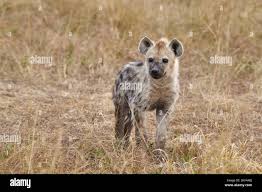 Mammal hyena spotted east africa hi-res stock photography and images - Page  8 - Alamy