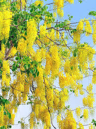 Image result for Cassia angolensis