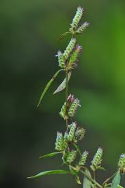 Image result for Rungia