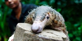 I never thought i'd see armadillos this cute :o. Coronavirus Source Found In Pangolins Mclc Resource Center