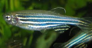 By Using Zebrafish As A Model Organism Danish Researchers Have Now Found A Novel Function Of Papp A Which Regulates The Earl Ferskvandsfisk Tropiske Fisk Dyr