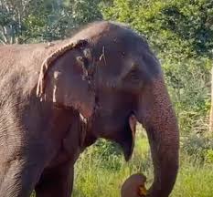 Elephant Diary Archives - Page 145 of 248 - Global Sanctuary ...