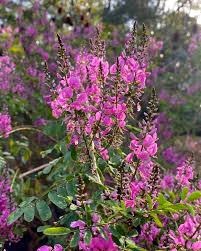 Image result for Indigofera wentzeliana