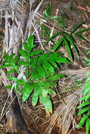 Image result for Tectaria fernandensis