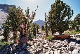 This is a list of smaller local towns that surround pine tree, ut. Bristlecone Pine Wikipedia