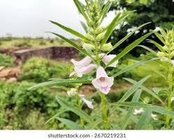 Image result for Sesamum radiatum