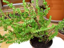 Image result for Crassula schimperi