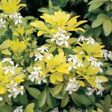 Most choisya grow well in full sun or part shade in fertile, well drained soil. Golden Mexican Mock Orange Choisya Ternata Sundance This Is A Favourite Low Maintenance Shrub Thanks To Its Bright Ye Shrubs Evergreen Shrubs Planting Shrubs