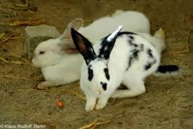 The harlequin is a colourful breed of rabbit originating from france. Zootierlistehomepage