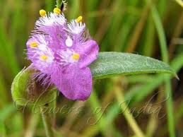 Image result for Cyanotis axillaris