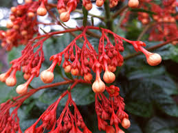 Crassula capitella subsp thyrsiflora red pagoda plant buy seeds at rarepalmseeds com. Clerodendrum Paniculatum Starshine Orange Pagoda Flower Semi Tropical Live Plant Attracts Hummingbirds Starter Size 4 Inch Pot Emerald Tm Emerald Goddess Gardens