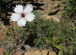 Image result for Monsonia burkeana