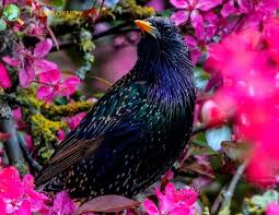 European Starling
