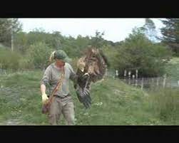 Maybe you would like to learn more about one of these? Imperial Eagle Eagleworld Denmark Youtube