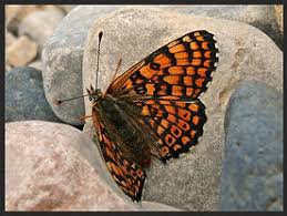 Image result for Melitaea cinxia
