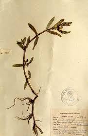 Image result for Enydra