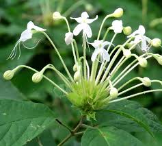 Image result for Clerodendrum capitatum