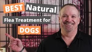 What Happens If A Dog Licks Bug Spray Business Finance
