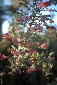 We did not find results for: Showy Winter Flowers Grevillea Winter Delight Mallee Design Australian Native Plants Winter Flowers Australian Plants
